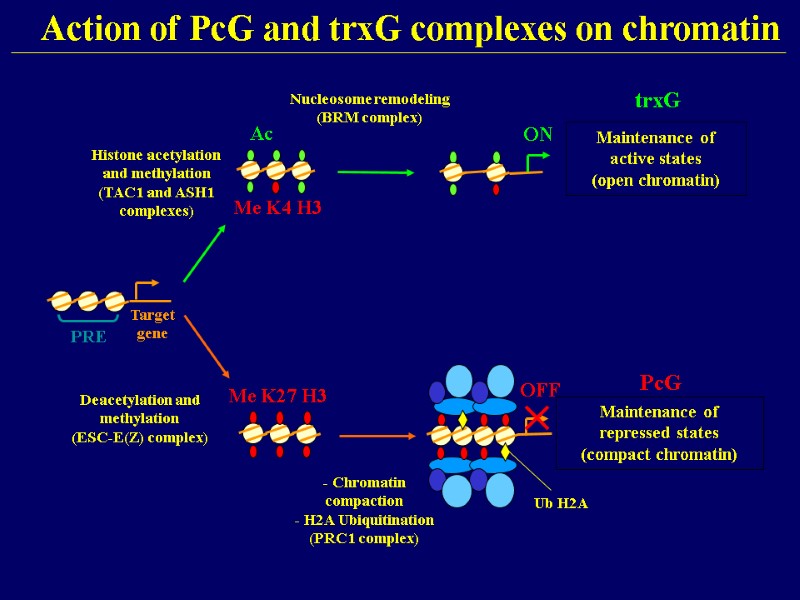 OFF ON trxG Maintenance of active states (open chromatin) PRE Target gene Histone acetylation